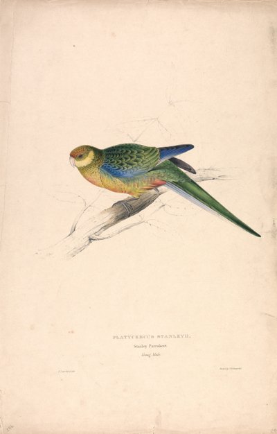 Platycercus Stanley II / Stanley-papukaija (nuori uros) (kuva 24) tekijältä Edward Lear