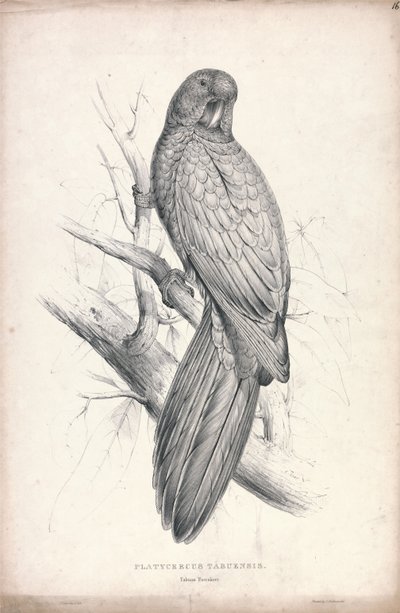 Platycereus Tabuensis / Tabuan Parrakeet (Plate 16) tekijältä Edward Lear