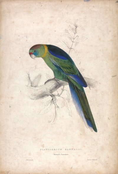 Platycerus Barnardi / Barnardin papukaija (kuva 18) tekijältä Edward Lear
