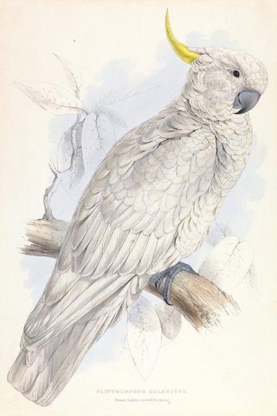 Plyctolophus Galeritus. Rikkihuippukakadu. tekijältä Edward Lear