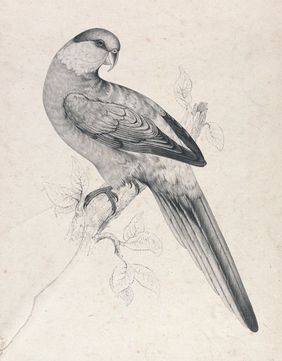 Punakruunupapukaija, uros (kuva 21) tekijältä Edward Lear