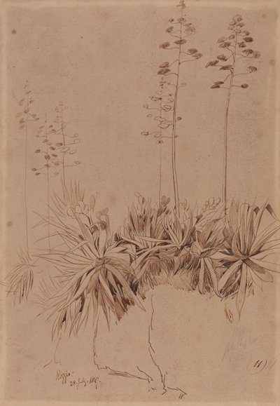 Reggio tekijältä Edward Lear
