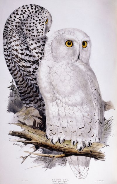 Lumipöllö, 1832-1837 tekijältä Edward Lear