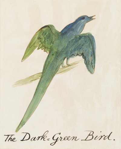 Tummanvihreä lintu, kuudestatoista sarjakuvalintujen piirroksesta (kynä ja tussi, wc paperille). tekijältä Edward Lear