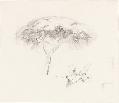 Umbrella Pine and Other Studies, 18391845. tekijältä Edward Lear