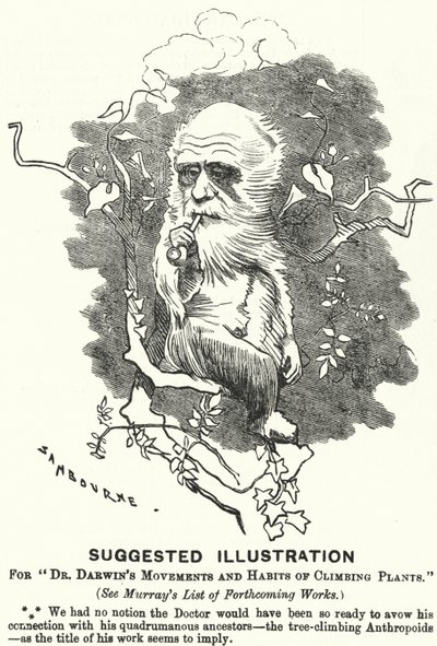 Punch-sarjakuva: Ehdotettu kuva tohtori Darwinin liikkeistä ja kiipeilykasvien tottumuksista (kaiverrus) tekijältä Edward Linley (after) Sambourne