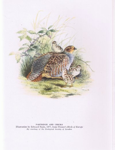 Partridge ja poikaset, Nature in Britain julkaisija Collins tekijältä Edward Neale