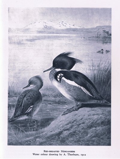 Red Breasted Merganser, Nature in Britain, julkaissut Collins, 1946. tekijältä Edward Neale