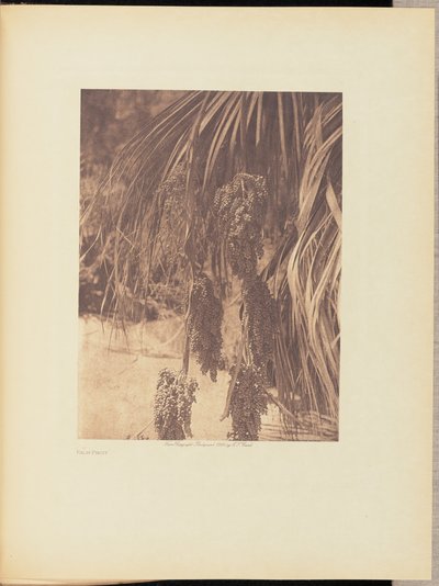 Palmun hedelmät tekijältä Edward S. Curtis