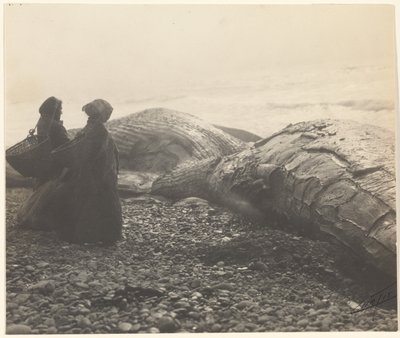 [Osittain teurastettu valas - Makah] [Vangittu valas] tekijältä Edward S. Curtis