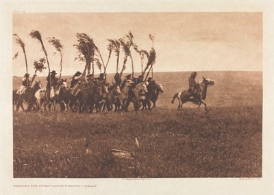Portfolio VI, levy 205: Bringing the Sweat-Lodge Willows - Piegan tekijältä Edward S. Curtis