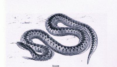 Collinsin julkaisema Adder, Nature in Britain tekijältä Edward William (after) Cooke