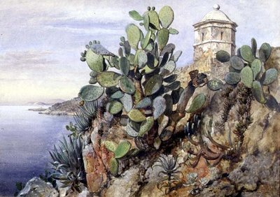 Opuntia-kaktus, Monaco tekijältä Edward William Cooke