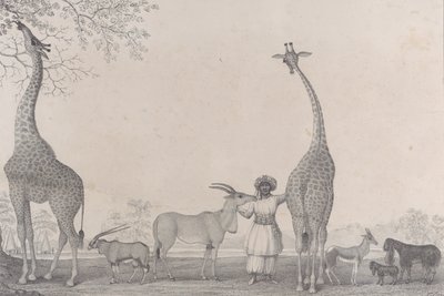 Majesteettiset ja sirot kirahvit tai kameleopardit, joidenkin harvinaisten gasellieläinten kanssa..., 1838. tekijältä Edward Williams Clay
