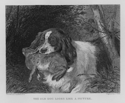 Vanha koira näyttää kuvalta (kaiverrus) tekijältä Edwin (after) Landseer
