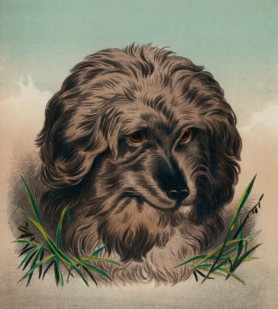 Skye-terrieri (värilitro) tekijältä Edwin (after) Landseer