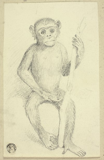 Orangutan tekijältä Edwin Henry Landseer