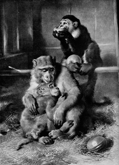 Sairas apina, 1875, 1912 tekijältä Edwin Landseer