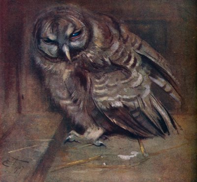 Nuori ruskea pöllö, 1907 tekijältä Edwin John Alexander