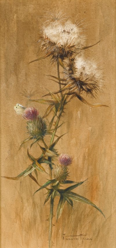 Butterfly on Thistle Heads (wc paperilla) tekijältä Edwin John Alexander