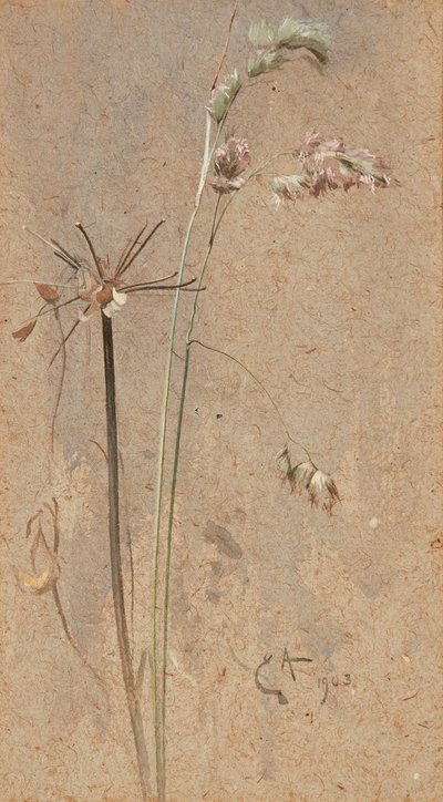 Cocksfoot Grass (vesiväri kiiltävälle paperille) tekijältä Edwin John Alexander