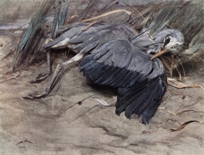 Harmaahaikara tekijältä Edwin John Alexander