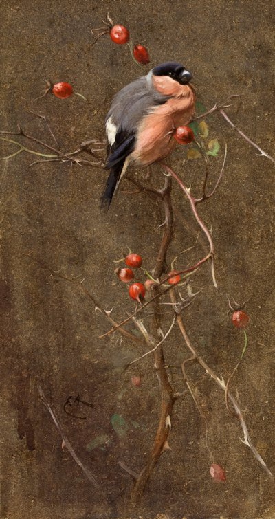 Härkälintu tekijältä Edwin John Alexander