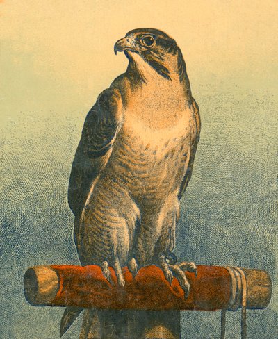 Falcon tekijältä Edwin Landseer