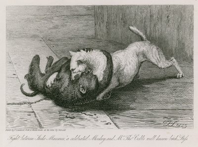 Taistelu Jacco Macaccon, kuuluisan apinan, ja herra Thomas Cubbin tunnetun nartun, Kissan, välillä. tekijältä Edwin Landseer