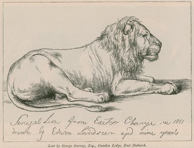 Senegalin leijona Exeterin muutoksesta tekijältä Edwin Landseer