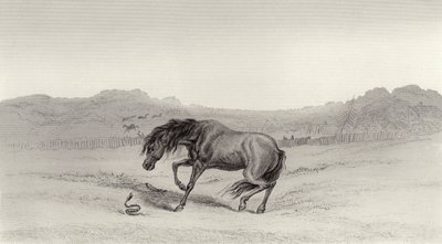 hämmästynyt! tekijältä Edwin Landseer