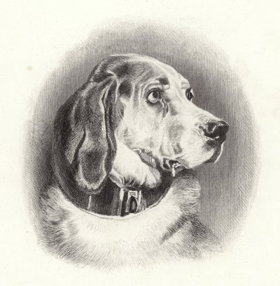 Verikoira tekijältä Edwin Landseer