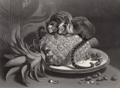 Marmozetit tekijältä Edwin Landseer