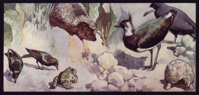 Madon ja etanan viholliset (väri litho) tekijältä Edwin Noble