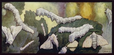 Silkkiäistoukkien ja perhosten ruokinta (väri litho) tekijältä Edwin Noble