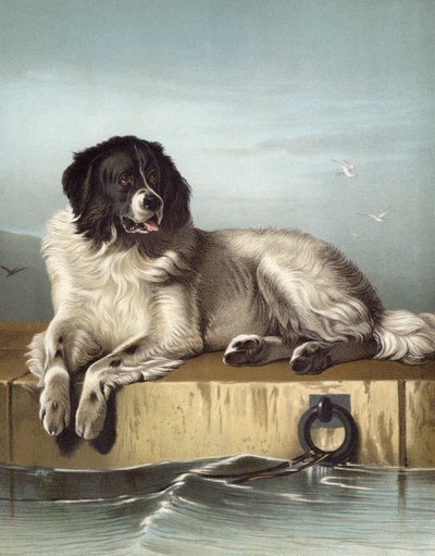 Humane Societyn arvostettu jäsen tekijältä Edwin after Landseer