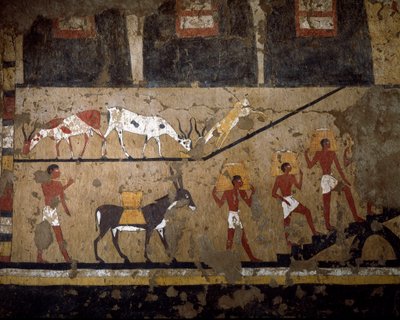 Egyptiläinen antiikki: vehnän kuljettaminen keltin selässä ja orjien selässä. Fresko kuningatar Neferou III:n haudasta. 12. dynastia. 2200-2000 eaa. El Ghebelenistä. Torino, egyptiläinen museo tekijältä Egyptian 12th Dynasty