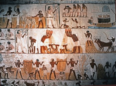 EGYPTIN TAIDE: Sadonkorjuun kohtaus. Seinämaalaus Mennan haudassa Elwe..., n. 1400 eKr. (kalkkikivi). tekijältä Egyptian 18th Dynasty