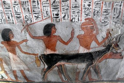 Egyptiläinen antiikki: hahmot johtavat betail-päitä. Royn haudan maalaus (TT255). 18. dynastia. Luxorin Länsirannalta Egyptistä tekijältä Egyptian 18th Dynasty