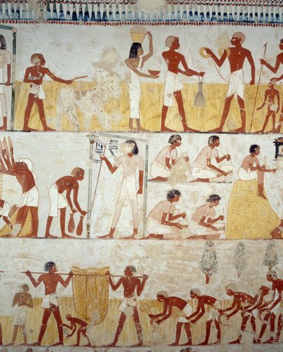 Sadonkorjuu, viljan puinti ja keruu, yksityiskohta freskoista Mennan haudan eteiseen, Sheikh Abd el Qurnah Necropolis, Luxor, Thebes (Unescon maailmanperintöluettelo) tekijältä Egyptian 18th Dynasty