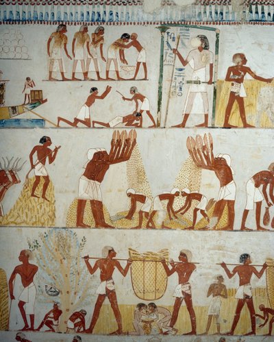 Sadonkorjuu, viljan puinti ja keruu, yksityiskohta freskoista Mennan haudan eteiseen, Sheikh Abd el Qurnah Necropolis, Luxor, Thebes (Unescon maailmanperintöluettelo) tekijältä Egyptian 18th Dynasty
