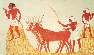 Lehmien käyttö vehnän tallaamiseen, Mennan haudasta, Uudesta kuningaskunnasta (seinämaalaus) (katso myös 251665) tekijältä Egyptian 18th Dynasty