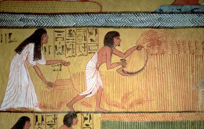 Yksityiskohta sadonkorjuukohtauksesta itäseinällä, Sennedjemin haudasta, The Workers" Village, Uusi kuningaskunta tekijältä Egyptian 19th Dynasty