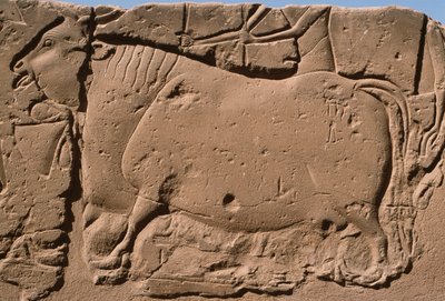 Detalye ng isang relief na naglalarawan sa isang baka, Ramesses II (1298-32 BC) courtyard (limestone)finn tekijältä Egyptian 19th Dynasty