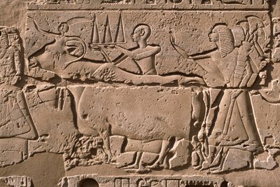 Yksityiskohta reliefistä, joka kuvaa miehiä, jotka johtavat lehmää, Ramses II (1298-32 eKr.) piha (kalkkikivi) tekijältä Egyptian 19th Dynasty