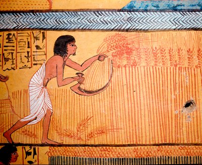 Egyptiläinen taide: Senenmutin hauta. Vainaja niittää vehnää pyhien pellolla. Väärennettä käytetään vehnän leikkaamiseen viljan talteen ottamiseksi. 19. dynastia tekijältä Egyptian 19th Dynasty