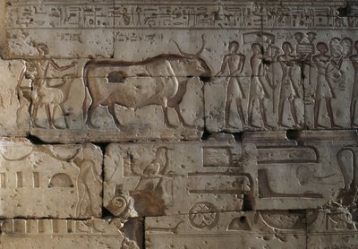 Relief, Ramses II:n temppeli, Abydos, Egypti, Egyptin sivilisaatio, Uusi kuningaskunta, XIX-dynastia (kuva) tekijältä Egyptian 19th Dynasty