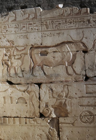 Relief, Ramses II:n temppeli, Abydos, Egypti, Egyptin sivilisaatio, Uusi kuningaskunta, XIX-dynastia (kuva) tekijältä Egyptian 19th Dynasty