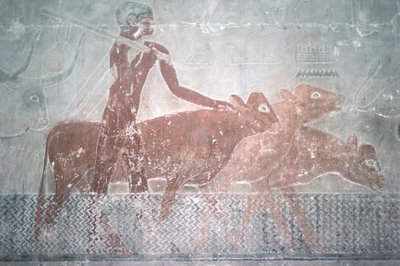 Nautakarja kahlaa kanavaa Mastaban kappelissa Ti, Vanha kuningaskunta (seinämaalaus) tekijältä Egyptian 5th Dynasty