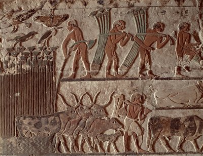 Korjuu papyrus ja ryhmä lehmiä, Old Kingdom (seinämaalaus) tekijältä Egyptian 5th Dynasty